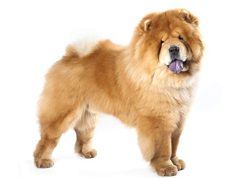 choxchox|Chow Chow .